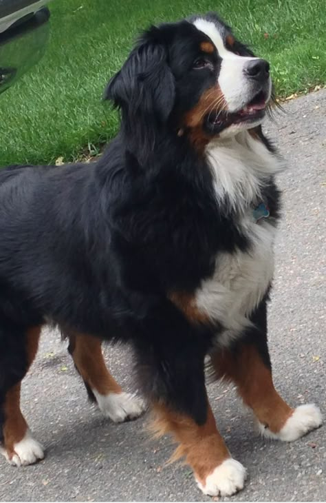 Burnese Mountain Dog, Burmese Mountain Dogs, Dog Mountain, Bernese Dog, Bernese Mountain Dog Puppy, Fluffy Dogs, Mountain Dog, Bernese Mountain, Sweet Dogs