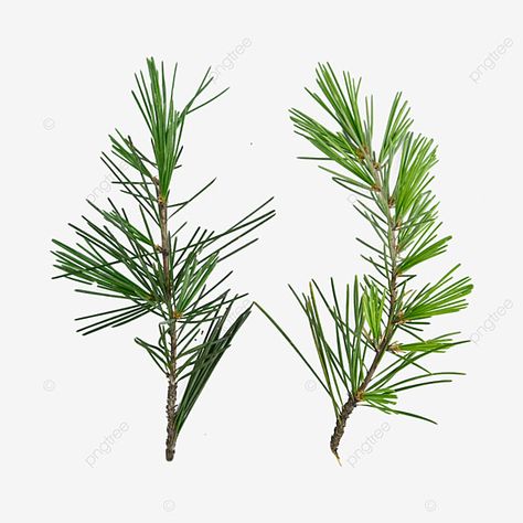 Black Pine Tree, Pine Leaves, Pine Tree Silhouette, Green Png, Trees Png, Pine Leaf, Tree Clipart, Pine Branch, Leaf Background