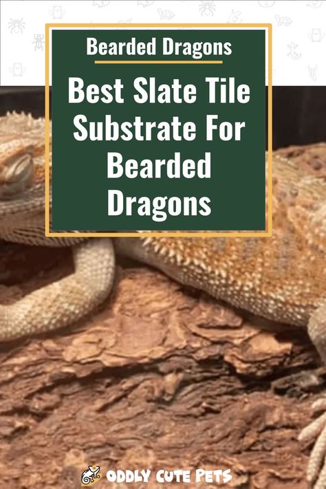 Find the best slate tile substrate for your bearded dragons enclosure to give them a safe and healthy home. [DETAILS] Bearded Dragon Tile Floor, Bearded Dragon Substrate, Lizard Habitat, Bearded Dragon Enclosure, Bearded Dragon Habitat, Slate Rock, Reptile Habitat, Reptile Enclosure, Slate Stone