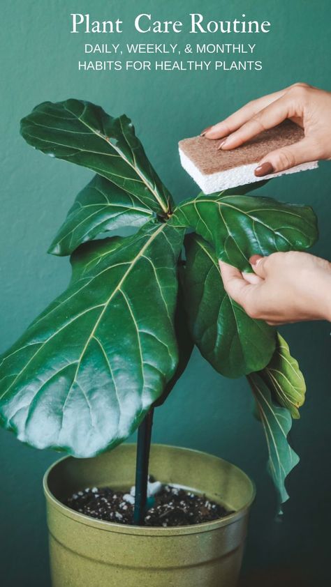 Houseplant Care, Plant Care Tips, نباتات منزلية, Inside Plants, Indoor Plant Care, Best Indoor Plants, House Plants Decor, House Plant Care, Garden Care