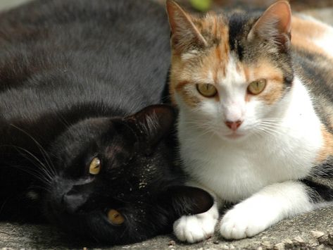 Love on the Brain - Ali Hazelwood Black And Calico Cat, Cat Reaction, Love On The Brain, Cat Story, Brain Book, Ali Hazelwood, Calico Cats, Reaction Images, Cat Stories