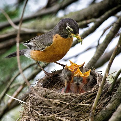 Birds In Spring, Nest Of Birds, Baby Birds In Nest, Bird In A Nest, Birds In A Nest, Birds And Their Nests, Bird In Nest, Backyard Birds Sanctuary, Baby Robin