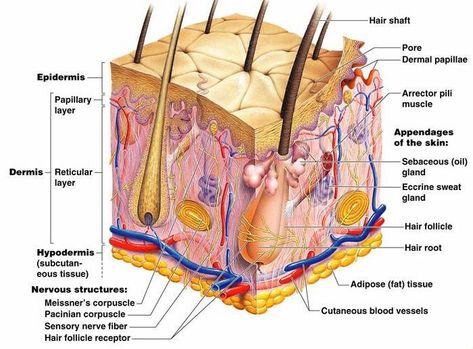 Which connective tissue composes the dermis of the skin? | Socratic Skin Anatomy, Sensory Nerves, Integumentary System, Layers Of The Epidermis, Nerve Fiber, Oily Skin Care Routine, Skin Model, Sweat Gland, Skin Structure