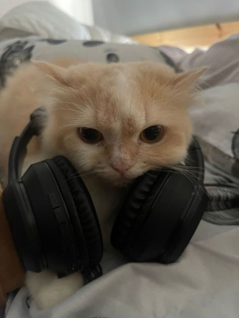 Cat Wearing Headphones, Wearing Headphones, Orange Cat, A Cat, Headphones, Orange, Bed