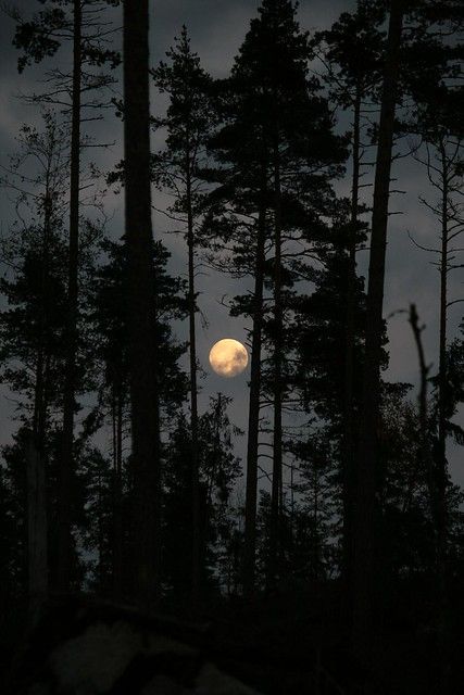 Dark Naturalism, Fotografi Digital, The Moon Is Beautiful, Look At The Moon, Moon Pictures, Moon Photography, Moon Lovers, Beautiful Moon, Air Force Ones