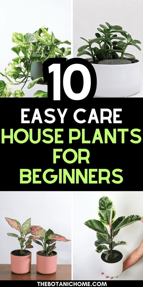 10 Easy To Care For Plants (Even Beginners Can Keep Alive!) - The Botanic Home Potting Plants For Beginners, Plants For Beginners Indoor, Easiest House Plants To Keep Alive, Easy To Care For House Plants, Easiest Plants To Keep Alive Indoors, Easy Indoor Plants For Beginners, Beginner Plants Indoor, Best Indoor Plants For Beginners, House Plants For Beginners