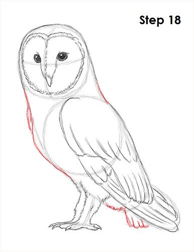 Barn Owl Drawing 18 How To Draw Owls, Drawing An Owl, How To Draw Owl, Owl Video, Owl Drawing Simple, Barn Owl Drawing, Draw An Owl, Drawing Owl, Owl Drawings