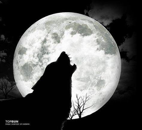 Wolves Howling at the Moon | wolf howling at the moon/ left side Wolf Photos, Howl At The Moon, Wolf Wallpaper, She Wolf, Dream Symbols, Wolf Spirit, Call Of The Wild, Wolf Moon, Dark Winter