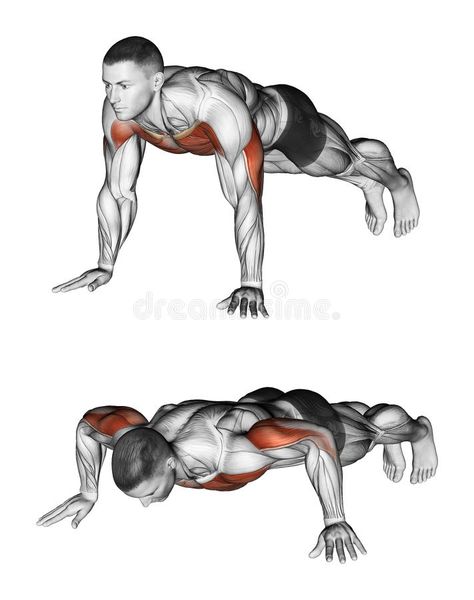 Exercising. Pushups. Pushups. Exercising for bodybuilding. Target muscles are marked in red. Initial and final steps vector illustration Steps Illustration, Tricep Workout, Shoulder Training, Best Chest Workout, Muscle Building Tips, Dumbell Workout, Push Up Workout, Leg Curl, Trening Fitness