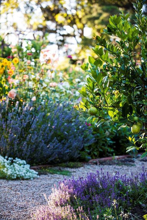 Flower Bed Designs, Growing Lavender, Gardening Hacks, Australian Garden, Trip To Italy, Mornington Peninsula, Lavender Plant, Front Yard Garden, Flowers Perennials