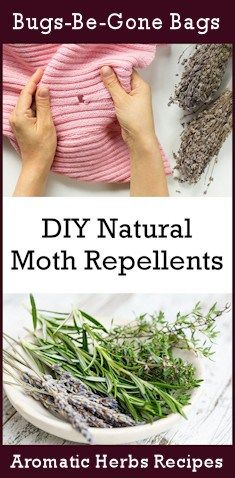 Diy Bugs, Getting Rid Of Moths, Repellent Diy, Pantry Moths, Mosquito Spray, Moth Repellent, Small Moths, Natural Repellent, Natural Mosquito Repellant