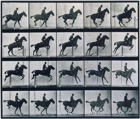 muybridge Louis Daguerre, Eadweard Muybridge, Bay Horse, History Of Photography, Horse Jumping, Man Images, Equestrian Outfits, Moving Image, Art Plastique