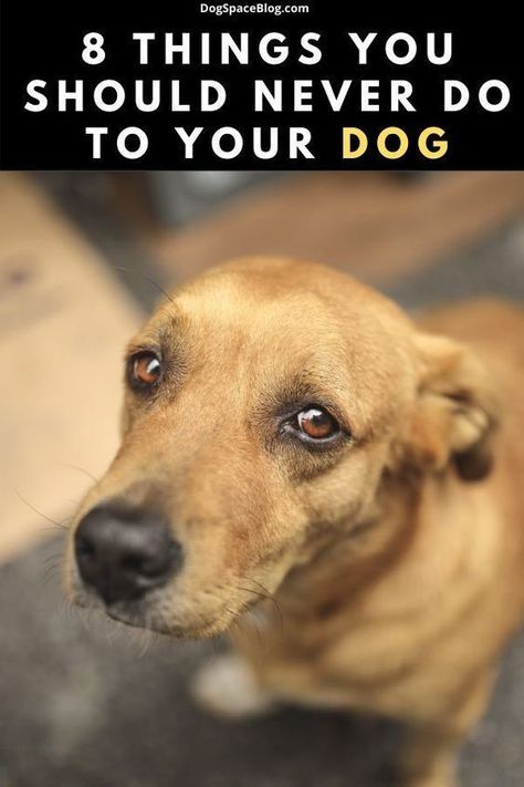 There are eight things you must never do to your dog Dog Whining, Loving Thoughts, Dog Behavior Problems, House Training Dogs, Dogs Trust, Dog Training Advice, Dog Tips, Best Dog Training, Dog Facts