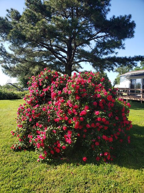 Our beautiful family rose bush in full bloom  many thorny memories Bushes With Flowers, Garden Core, Flower Bushes, Bush Garden, Environment Reference, Rose Bushes, Rose Bush, In Full Bloom, Garden Diy