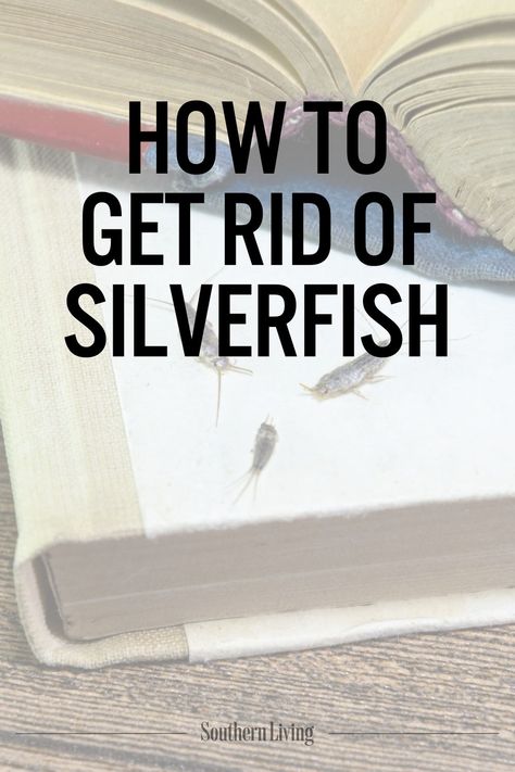 You’re pulling out the holiday décor, or you just opened a cabinet or moved a book, and out scuttles a tiny, flat insect covered with silvery scales. These pests are called silverfish, and they can move surprisingly quickly. Silverfish are primitive insects that aren’t as obvious as other pests, such as ants,” says Eric Benson, PhD, professor emeritus and extension entomologist with Clemson University. “They like isolated, hidden areas, and you usually don’t realize you have them until you go into a storage area and discover them.” #cleaning #silverfish #howtogetridofsilverfish #pests #pestcontrol Get Rid Of Silverfish, Breakfast Party Foods, Easy Dinner Casseroles, Culture Quotes, Natural Detergent, Breakfast Party, Clemson University, Quick Easy Dinner, Storage Area