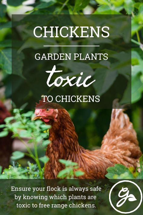 What To Plant For Chickens, Plants To Plant Around Chicken Coop, Plants Safe For Chickens, Best Plants For Chickens, Chicken Run Plants, Chicken Safe Plants, Flowers For Chickens, Plants To Grow For Chickens, Chicken Plants