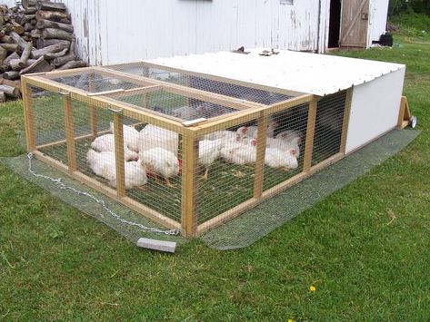 Meat Chicken Tractor Plans, Chicken Shelter, Raising Meat Chickens, Chicken Coop Pallets, Best Egg Laying Chickens, Meat Birds, Broiler Chicken, Egg Laying Chickens, Chicken Pen