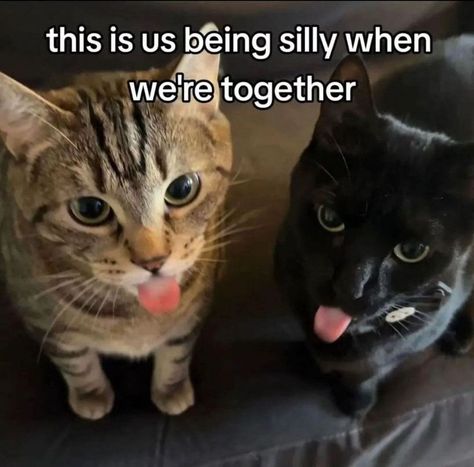 Goofy Cats, Silly Cars, Silly Kitties, Funny Looking Cats, Cats Pictures, Silly Cats Pictures, Two Cats, Car Images, Silly Animals