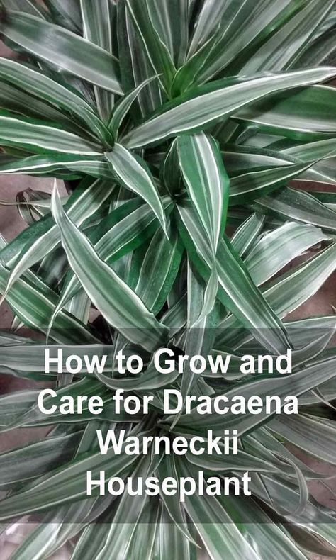 How to grow and care for Dracaena warneckii plant. There are quite a few members of the Dracaena family and Warneckii is among the most colorful and easy to care for Dracaena house plants. I have put the Dracaena warneckii on my list as one of the best house plants for those reasons. Warneckii Plant, Corn Plant Care, Dracaena Care, Dracaena Plant Care, Peace Lily Plant, Air Cleaning Plants, Dracaena Plant, Tropical House Plants, Household Plants