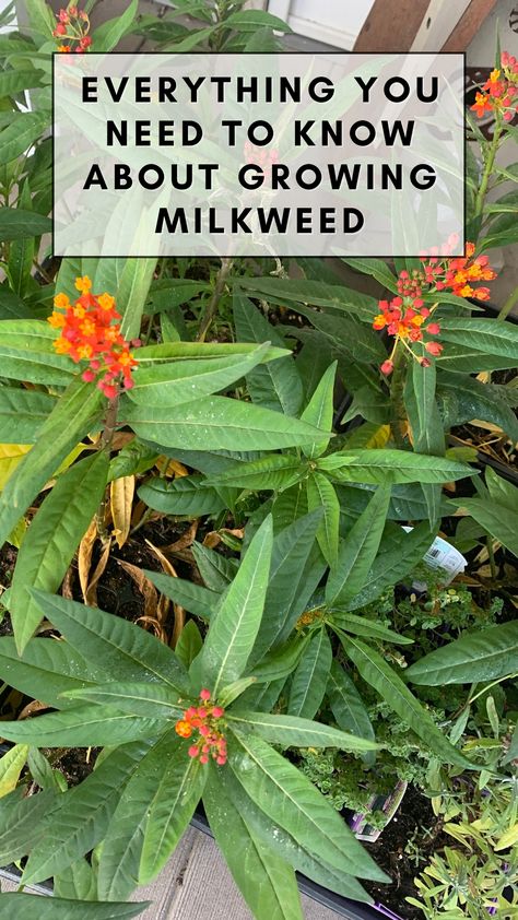 🦋 Unlock the secrets of successful milkweed cultivation with our comprehensive guide! Learn how to grow milkweed and create a butterfly haven in your own backyard. 🌱🌸 #ButterflyGarden #Milkweed #GardeningTips When To Plant Milkweed Seeds, Swamp Milkweed Garden, How To Plant Milkweed Seeds, Growing Milkweed From Seed, Milkweed Plant How To Grow, Butterfly Milkweed Plant, Rose Milkweed, Growing Milkweed, Tropical Milkweed