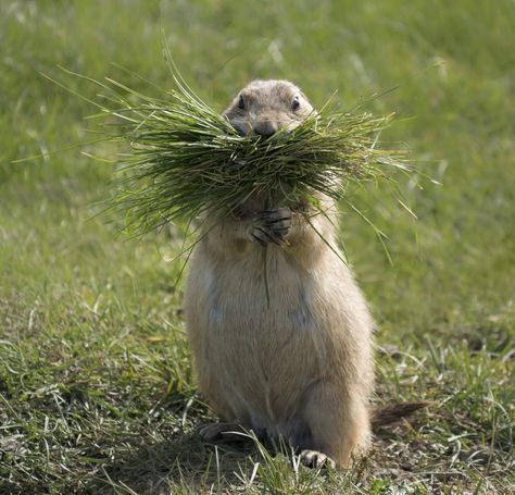 prairie dog, prairie dog photos, Franklin Roosevelt Park, North Dakota wildlife, prairie dogs in North Dakota Cute Animals Tattoos, Tattoos Nature, Prairie Dogs, Animals Tattoo, Franklin Roosevelt, Wild Kingdom, Zoo Babies, Prairie Dog, Animals Tattoos