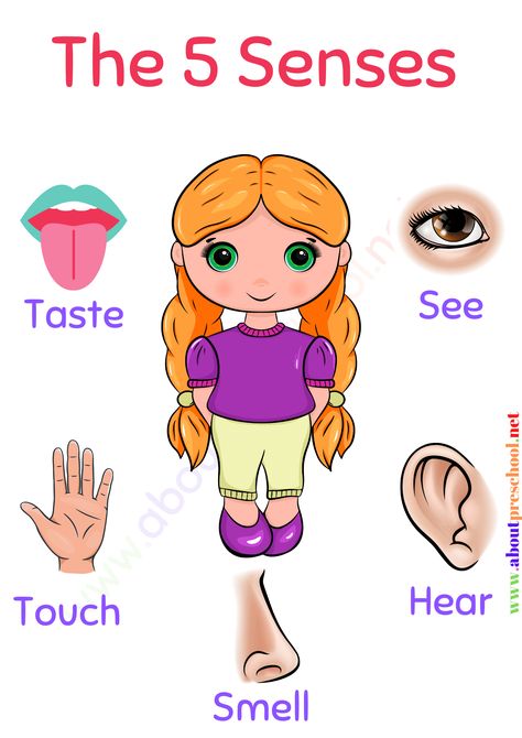 what is the 5 senses of human, activities for the 5 senses, books on the 5 senses, pictures of the 5 senses, words for the 5 senses, games for the 5 senses, the 5 senses in english, what are the 5 senses, the 5 senses, what are the 5 senses, the 5 senses, the 5 senses of the body, the 5 senses activities for preschoolers, kindergarten 5 senses activities, kindergarten 5 senses worksheets, what are the 5 senses of the body, kindergarten 5 senses lesson plan, 5 Senses Pictures For Kindergarten, 5 Senses Grade 1, 5 Senses For Kindergarten, Five Senses Projects For Kids, My Senses Worksheets, Five Senses Preschool Worksheets, 5 Senses For Preschool, The Five Senses Preschool, Sense Organs For Kindergarten