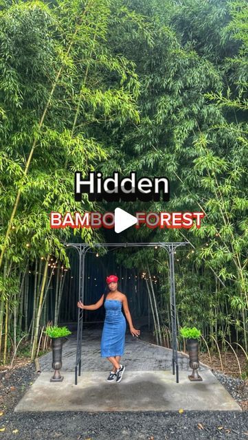 Shionda Farrell / Charlotte Influencer on Instagram: "🎋Beautiful  Bamboo forest located in Belmont,NC @camelotmeadows
(30 minute drive from Charlotte) 

You can make an appointment here for weddings , a photo shoot or simply visit the bamboo forest to see it in all its beauty . 

This bamboo forest has been here for over 100 years .

This is worth seeing in person tell them I sent ya 😉. (🚨This is a private property you must call to schedule and appointment for viewing )

@camelotmeadows 
📍 1335 Armstrong Rd, Belmont, NC 28012" Nc Travel, Make An Appointment, Bamboo Forest, Private Property, Travel Locations, 100 Years, See It, Photo Shoot, Travel Destinations