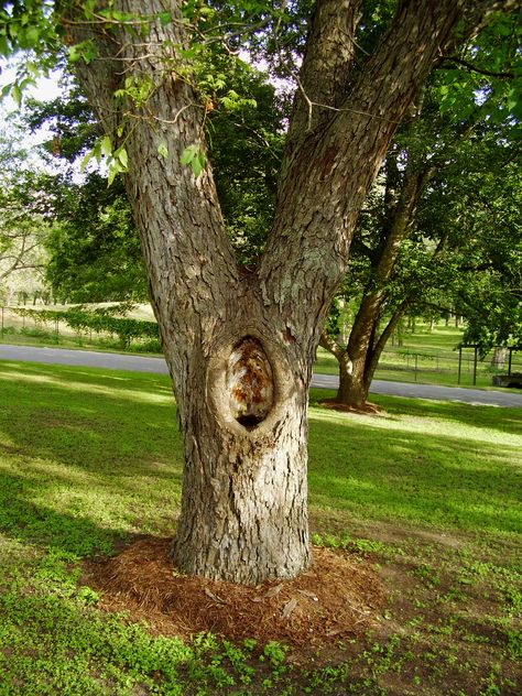 When trees develop holes or hollow trunks, this can be a concern for many homeowners. Will a tree with a hollow trunk or holes die? Should you be patching a tree hole or hollow tree? Read here to find out. Mandevilla Vine, Tree Hole, Street Taco, Hollow Tree, Sycamore Tree, Tree Removal, Tree Trunks, Tree Care, Shade Trees