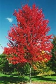 Acer glabrum ~ Rocky Mountain Maple ~ zone: 3 ~ size: 20' Tall and 15' W Colorado Homestead, Maple Tree Landscape, Colorado Gardening, Autumn Blaze Maple, Plant Reference, Acer Rubrum, Landscape Layout, Red Maple Tree, Plant Types