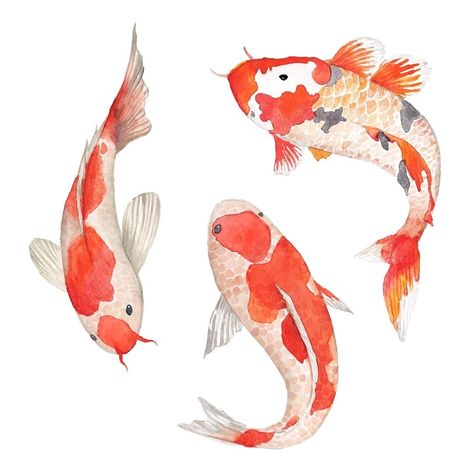 Koi Fish Drawing, Koi Watercolor, Drawn Fish, Koi Art, Koi Fish Tattoo, Carpe Koi, Fish Illustration, Koi Carp, Fish Drawings