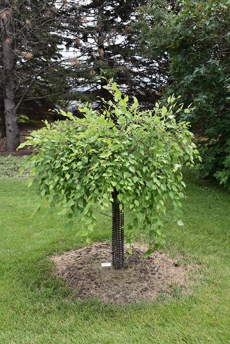 Click to view a full-size photo of Summer Cascade Weeping River Birch (Betula nigra 'Summer Cascade') at Oakland Nurseries Inc Betula Nigra, River Birch, Full Size Photo, Backyard Inspo, Deciduous Trees, Landscaping Plants, Types Of Soil, Nurseries, Delaware