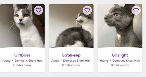 Petfinder Names, Funny Pet Names, Funny Cat Names, Pet Finder, Funny Looking Cats, Silly Cats Pictures, Cat Boarding, Cute Wild Animals, Cat Names