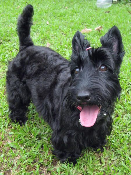 I love Scottish Terriers =) I really miss my McTavish and Kaysee! Scottie Puppies, Scottie Terrier, Scotty Dog, Scottish Terriers, Scottie Dogs, Pet Rabbit, Dog Images, Scottish Terrier, Scottie Dog