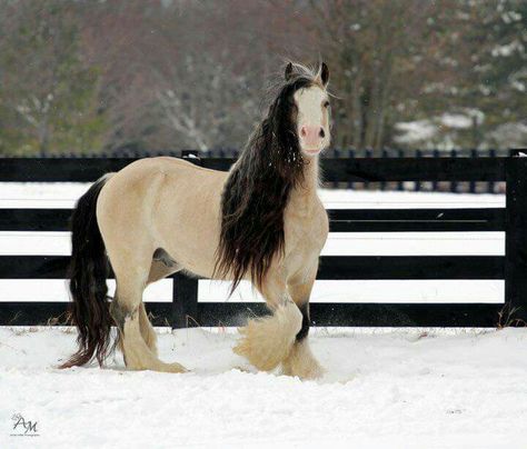 Vonner Regnul Animal, Majestic Horse, All The Pretty Horses, Horse Crazy, Clydesdale, Draft Horses, Cute Horses, Pretty Horses, Horse Photography