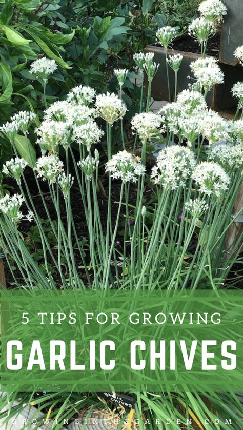 Garlic Chive Flowers Recipe, Garlic Chives Plant, Chives Growing, When To Plant Garlic, Grow Chives, Drying Fresh Herbs, Growing Chives, Chive Seeds, Garlic Flower