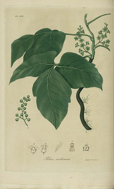 Poison Ivy  #diarioconceptivo #dailyconceptive Poison Ivy Plant, Ivy Draw, Poison Ivy Tattoo, Ivy Plant Indoor, Poison Ivy Plants, Ivy Tattoo, Ivy Flower, Indian Medicine, Ivy Plant