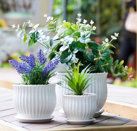 PRICES MAY VARY. Ranging from small to medium sizes, this classical white ceramic planter set can display your favorite succulents, flowers, cactus, orchid and much more Each modern planter contains a small hole in the bottom allows water to flow into the attached saucer, keeps your plants and flowers stylish and healthy. 3 flower pot set design is a nice match for both indoor and outdoor plants Using top quality ceramic material makes the flower plant pots pure white and stain resistance Approx Easiest Flowers To Grow, Potted Geraniums, White Ceramic Planter, Ceramic Succulent Planter, Outdoor Garden Planters, Ceramic Succulent, Flower Pot Garden, Ceramic Flower Pots, Self Watering Planter