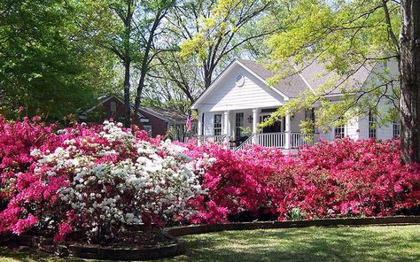 Azaleas Landscaping, Azaleas Care, Azalea Shrub, Azalea Bush, Azaleas Garden, Woodland Garden, Garden Club, Lawn And Garden, Shade Garden