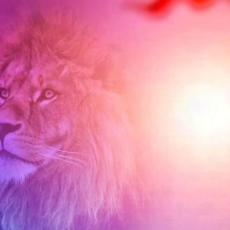 Lion Background, Album Artwork Cover Art, Dove Pictures, Studio Backdrops Backgrounds, Hanging Craft Ideas, Oil Painting Background, Red Background Images, Photo Album Layout, 2023 Design