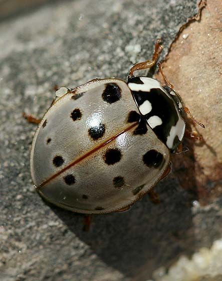 Gray ladybug (Ladybird Beetle). I have actually seen one of these before. Love it!!! DM White Ladybug, Lady Beetle, Cool Bugs, A Bug's Life, Beetle Bug, Beautiful Bugs, Creepy Crawlies, Arthropods, A Bug