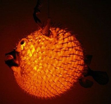 Blowfish Lamp Orange Lamp, Orange Lamps, Downstairs Toilet, Puffer Fish, Tiki Bar, Taxidermy, Paper Lamp, Novelty Lamp, Puffer