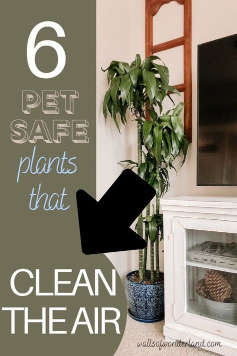 pet safe plants, plants that purify the air, houseplants that clean the air, best houseplants, indoor plants, plants for inside, air purifying plants, houseplants that clean the air, pet safe houseplants Pet Safe Plants, Indoor Plants Pet Friendly, Cat Safe House Plants, Pet Friendly House Plants, Dog Safe Plants, Houseplants Safe For Cats, Safe House Plants, Dog Friendly Plants, Best Office Plants