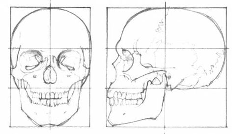 Skull 2 Sugar Skull Drawing, Drawing Proportions, Skull Anatomy, Skull Reference, Skull Sketch, Drawing Heads, Skulls Drawing, 얼굴 그리기, Human Anatomy Art