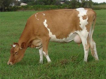 Breeds of Livestock - Guernsey Cattle — Breeds of Livestock, Department of Animal Science Guernsey Cow, Bred 4, Dairy Industry, Dairy Cattle, Cattle Breeds, Dairy Cow, Cow Pictures, Beef Cattle, Farm Cow