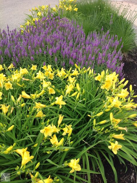 Grand Geneva Resort and Spa Summer Perennials #grandgenevagarden #roydiblik #summer #northwindperennialfarm Shrub Wall, Yellow Perennial Flowers, Roy Diblik, Pink Purple White Yellow Garden, Green Toes, Yellow Yarrow Plant, Summer Perennials, Perennial Borders, Yellow And Purple Flowers Garden