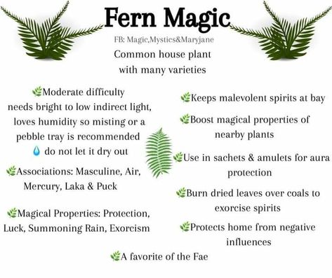 Fern Magical Properties, Witchy Plants, Plant Knowledge, Common House Plants, Witchy Garden, Witchcraft Spells For Beginners, Magickal Herbs, Green Witchcraft, Plant Magic