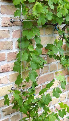 Wall Climbers Plants, Trellis Ideas Diy Climbing Vines, Espalier Trees, Wall Climbing Plants, Climber Plants, Vine Trellis, Recycled Brick, Garden Chic, Diy Trellis