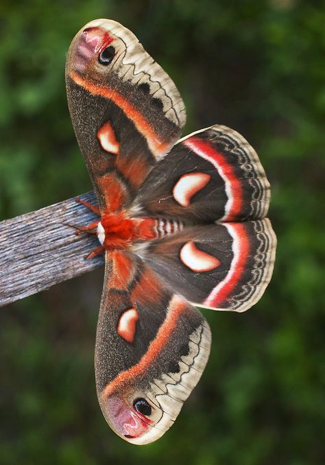 Cecropia moth Hyalophora cecropia Skogstjarna Carlton Co MN IMG_6573 Moth Character, Moth Tattoos, Cecropia Moth, Butterfly Chrysalis, Moth Species, Colorful Moths, Cute Moth, Atlas Moth, Lunar Moth