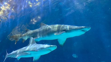 Shark Girl Aesthetic, Surfer Girl Aesthetic, Shark Girl, Aesthetic Ocean, Marine Biology, Surfer Girl, Pretty And Cute, Sharks, Biology