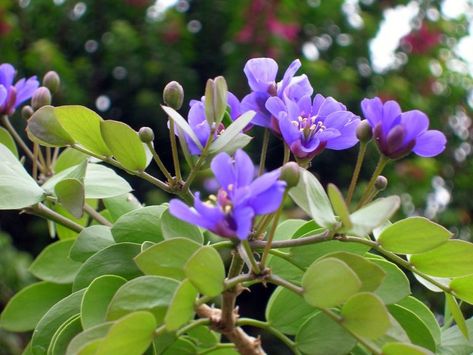 How Much Do you know About Lignum Vitae - Jamaica's National Flower - Jamaicans.com Diseases Pictures, Lignum Vitae, Human Sketch, Indoor Bonsai, National Flower, Fly Repellant, Flower Tattoo Designs, Landscaping Plants, Beautiful Places In The World